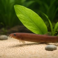 Brown Kuhli Loach beside aquarium plants for scale — representative image - view 4