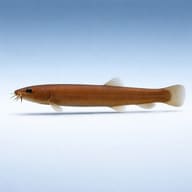 Side view of a Brown Kuhli Loach over fine sand — representative image - view 3