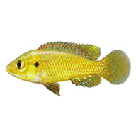 Male Dwarf Egyptian Mouthbrooder (Pseudocrenilabrus multicolor) side profile on a white background - view 2