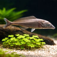Eastern Bottlenose Mormyrid (Mormyrus longirostris) foraging near the bottom — representative image - view 4