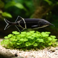 Elephantnose Fish (Gnathonemus petersii) with soft substrate and cover for scale — representative image - view 4