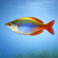 Highlands Rainbowfish (Chilatherina campsi) side profile with blue and gold colour — representative image - view 3
