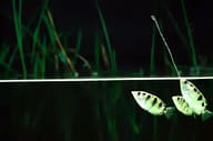 Blyth's Archerfish (Toxotes blythii) in a freshwater display aquarium - view 3