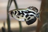 Blyth's Archerfish (Toxotes blythii) near the aquarium surface - view 1