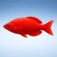 Lake Kurumoi Rainbowfish (Melanotaenia parva) side profile in clear freshwater — representative image - view 3