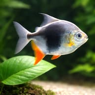 Blackberry Silver Dollar dark body blotch and orange fins, representative illustration — representative image - view 4