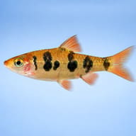 Rhombo Barb side profile showing snakeskin pattern (Desmopuntius rhomboocellatus) — representative image - view 3