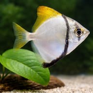 Silver Moony Monodactylus argenteus silver body and dark fin detail - view 4