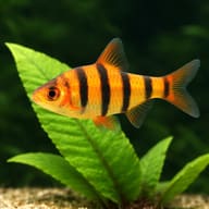 Sixbanded Barb (Desmopuntius hexazona) side profile showing six dark body bands — representative image - view 4