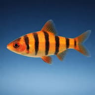 Sixbanded Barb (Desmopuntius hexazona) close view showing striped barb pattern — representative image - view 3