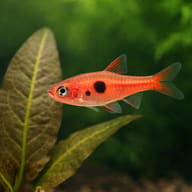 Strawberry Rasbora beside an aquarium plant; scale, colour and markings are representative - view 5