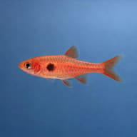Side-view Strawberry Rasbora; body colour, markings and proportions vary - view 4