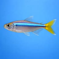 Yellow-Tailed African Tetra (Alestopetersius caudalis) side profile with yellow tail — representative image - view 3