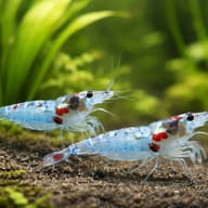 Blue Rili Shrimp colony with blue and clear rili pattern — representative image - view 2