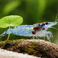 Blue Rili Shrimp close detail on clear blue rili markings — representative image - view 4