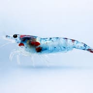 Side view of Blue Rili Shrimp Neocaridina davidi colour pattern — representative image - view 3