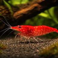 Bright red Neocaridina shrimp on dark gravel with plants and wood behind - view 1