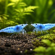 Two blue Neocaridina shrimp facing each other over dark gravel and moss - view 2
