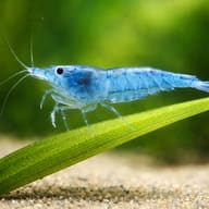 Blue Neocaridina shrimp resting on a broad green leaf above pale sand - view 4