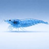 Translucent blue Neocaridina shrimp in side view against a pale blue background - view 3