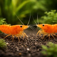 Two Orange Sakura Shrimp facing each other on dark gravel among green plants - view 2