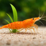 Orange Sakura Shrimp on pale sand with upright green leaves behind - view 4