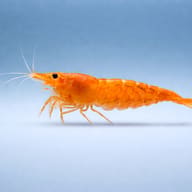 Orange Sakura Shrimp in side profile against a pale blue background - view 3