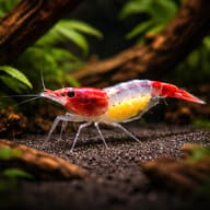 Rilli shrimp — Red Rili Shrimp in a planted aquarium - view 1