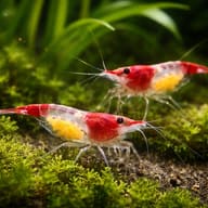 Rilli shrimp — Red Rili Shrimp pair in a planted aquarium - view 2