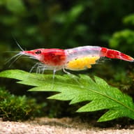 Rilli shrimp — Red Rili Shrimp close view beside an aquarium plant - view 4