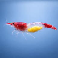 Rilli shrimp — Red Rili Shrimp side profile on a plain background - view 3