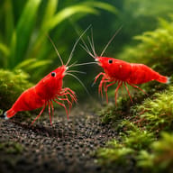 Two Super Red Sakura Shrimp facing each other on dark gravel, surrounded by green plants and moss - view 2