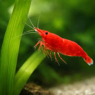 Super Red Sakura Shrimp beside a broad green aquarium leaf, facing left with antennae extended - view 4