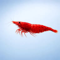 Side view of a Super Red Sakura Shrimp against pale blue, with black eyes and long fine antennae - view 3