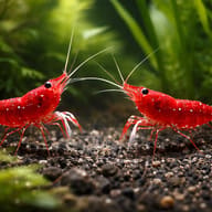 White Spotted Red Shrimp (Caridina dennerli) pair in a planted aquarium - view 2