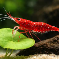 White Spotted Red Shrimp (Caridina dennerli) close view beside an aquarium plant - view 4