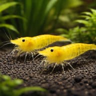 Neocaridina davidi yellow fire pair in a planted aquarium - view 2