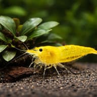 Neocaridina davidi yellow fire close view beside an aquarium plant - view 4