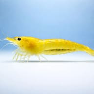 Neocaridina davidi yellow fire side profile on a plain background - view 3