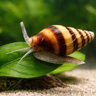 Banded snail resting on a broad green leaf above pale sand with its siphon and two tentacles extended - view 4