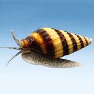 Side view of the striped spire, raised siphon and pale speckled foot against a plain blue background - view 3