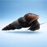 Black Antenna Rabbit Snail — Illustrative dark-bodied rabbit snail side view - view 3