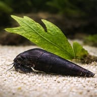 Devil's Thorn Snail (Faunus ater) close view beside an aquarium plant - view 4