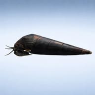 Devil's Thorn Snail (Faunus ater) side profile on a plain background - view 3