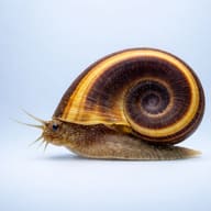 Giant Ramshorn Snail (Marisa cornuarietis) side profile on a plain background - view 3