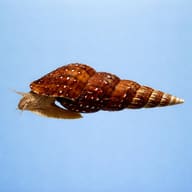 Giant Tower Cap Snail (Brotia herculea) side profile on a plain background - view 3