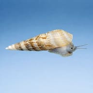Malaysian Trumpet Snail in profile against a plain blue background - view 3