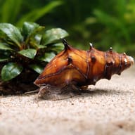 Pagoda Snail with plants and hardscape for scale (Brotia pagodula) — representative image - view 4