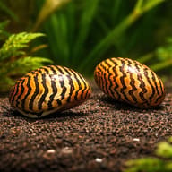 Parallel Nerite Snail (Neritina sp.) pair in a planted aquarium - view 2