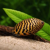 Parallel Nerite Snail (Neritina sp.) close view beside an aquarium plant - view 4
